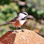 Little Chicadee